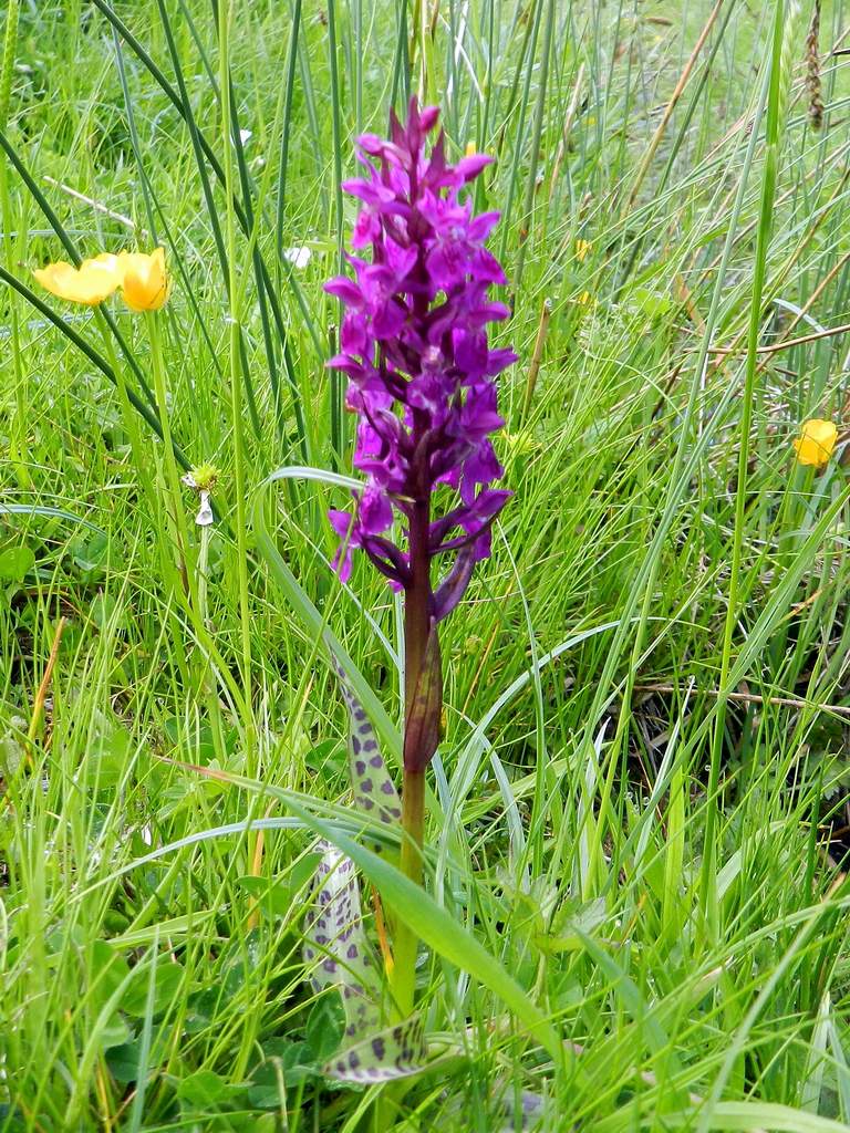 Orchidea da identificare